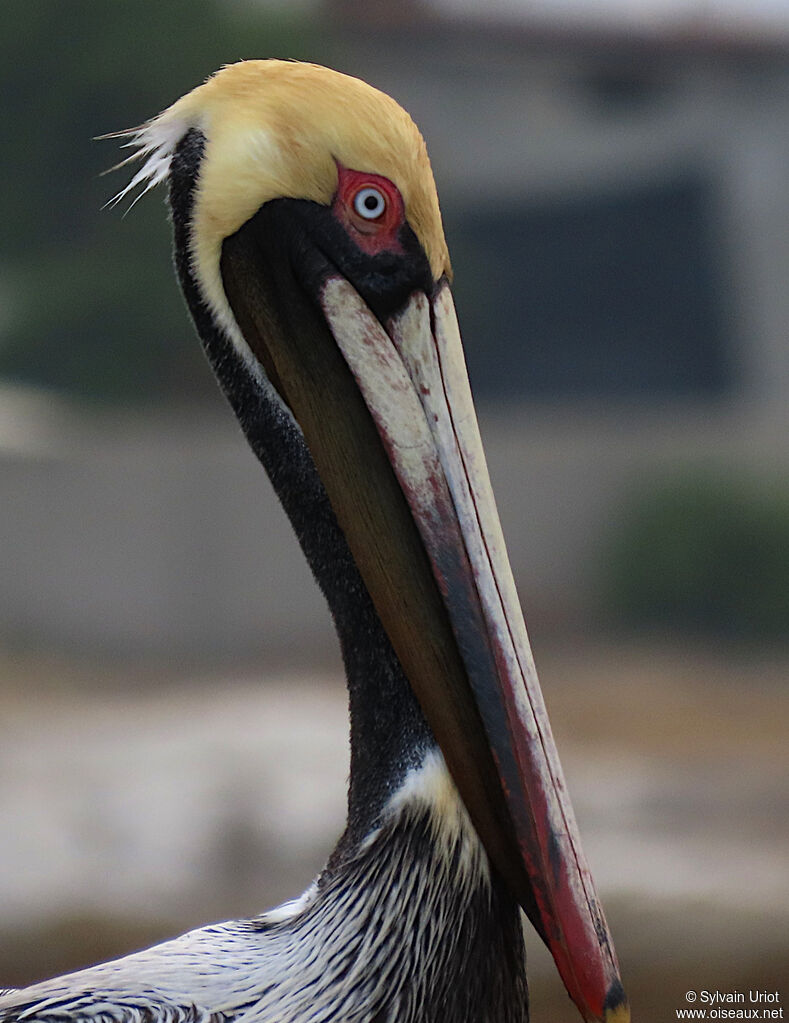 Brown Pelicanadult