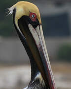 Brown Pelican