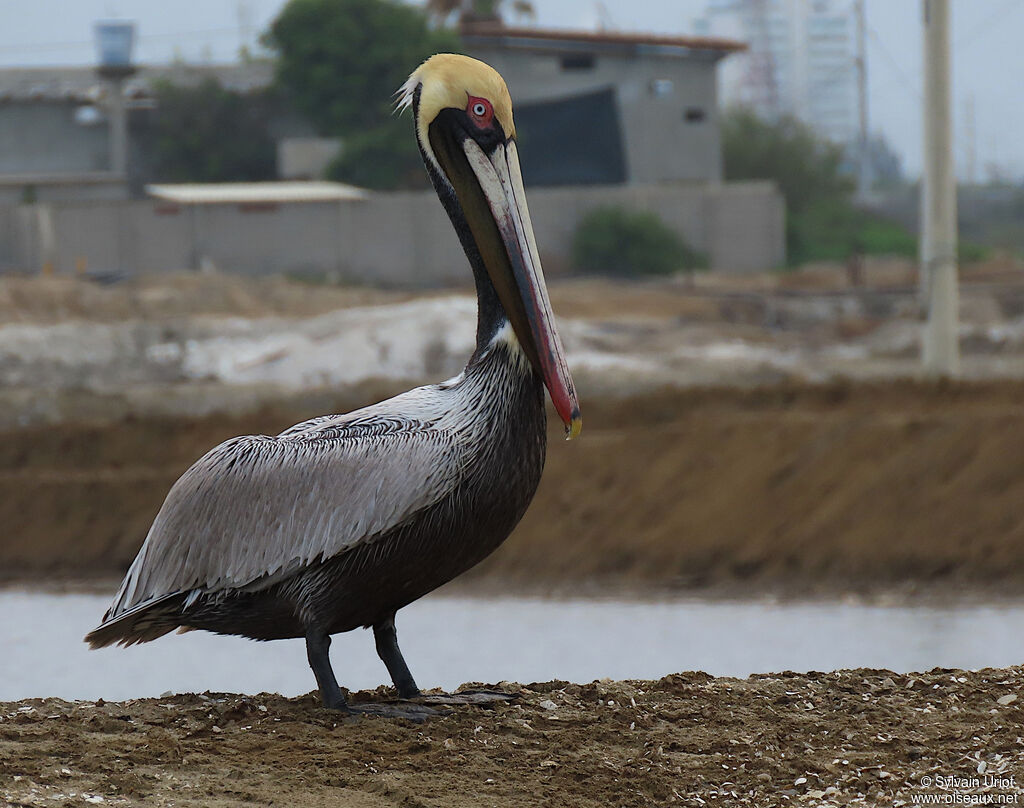 Brown Pelicanadult