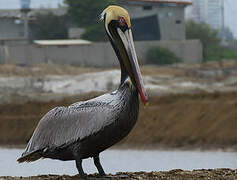 Brown Pelican