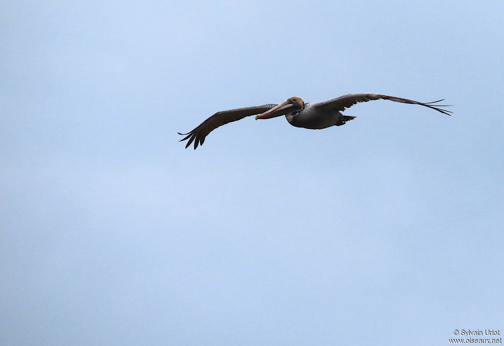 Brown Pelicanadult