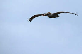 Brown Pelican