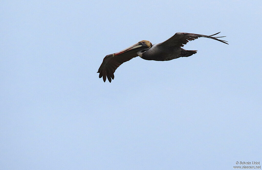 Brown Pelicanadult