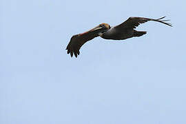 Brown Pelican