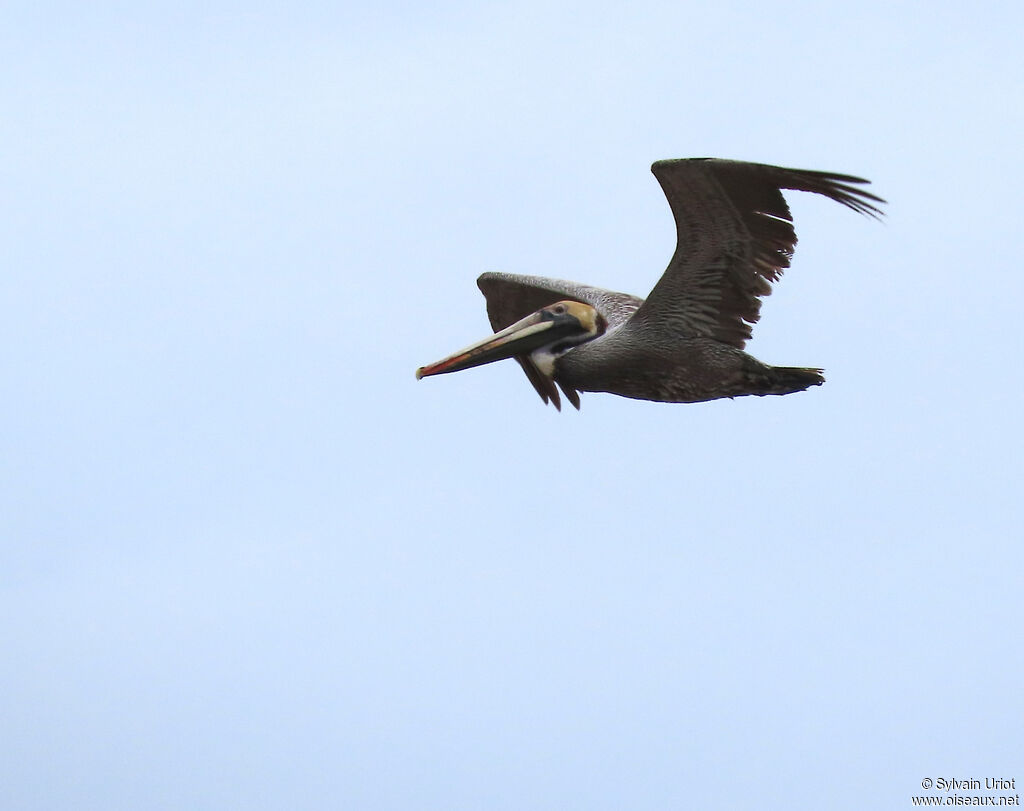 Brown Pelicanadult