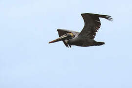 Brown Pelican