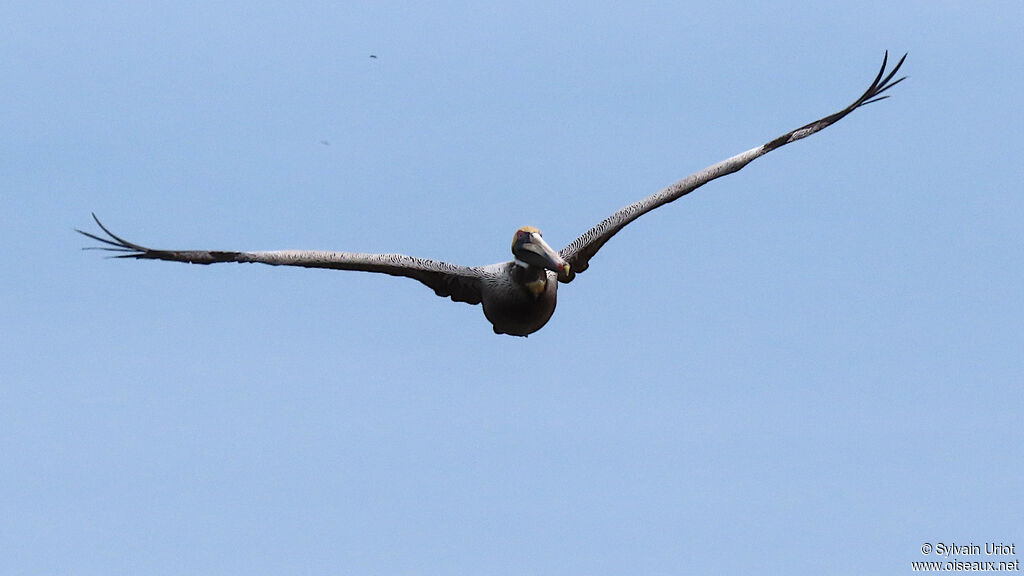 Brown Pelicanadult