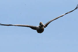 Brown Pelican