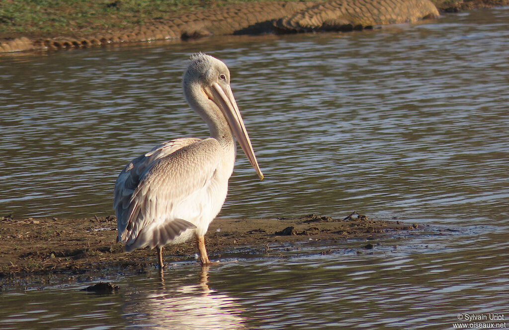 Pink-backed Pelicanadult