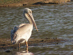 Pink-backed Pelican