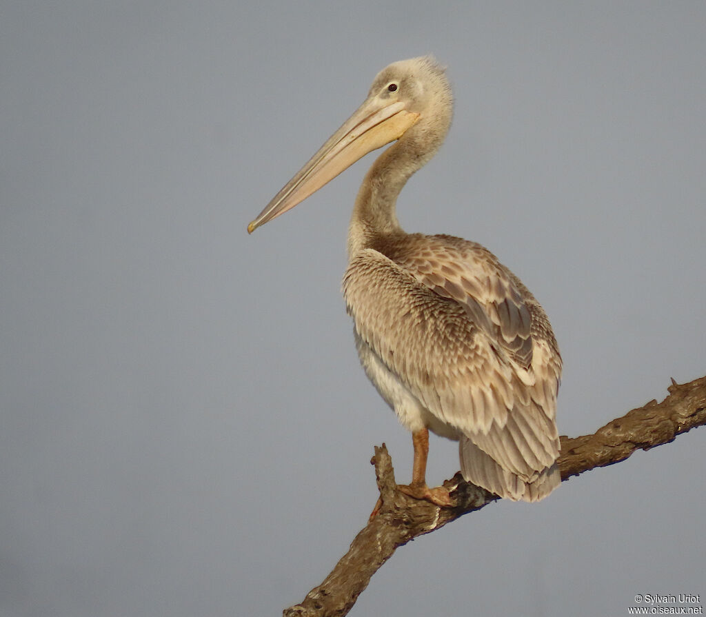 Pink-backed Pelicanadult post breeding