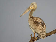 Pink-backed Pelican