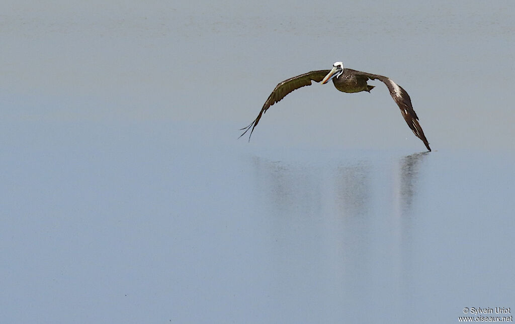 Peruvian Pelicansubadult