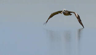 Peruvian Pelican