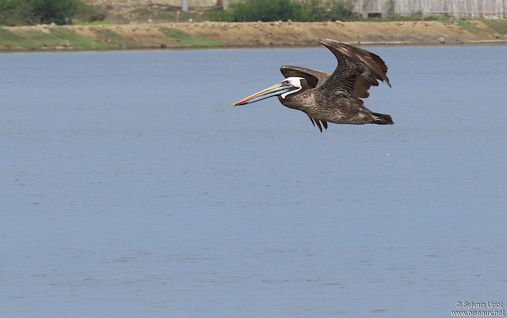 Peruvian Pelicansubadult