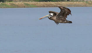 Peruvian Pelican