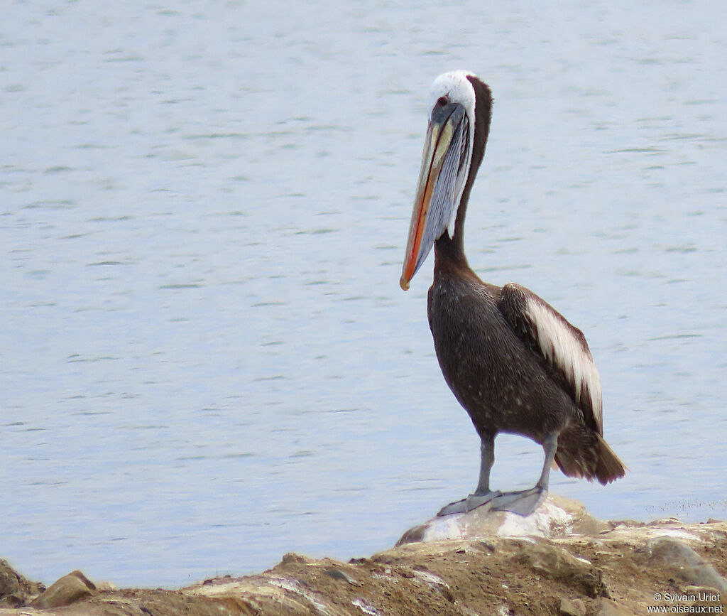 Peruvian Pelicansubadult