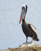 Peruvian Pelican