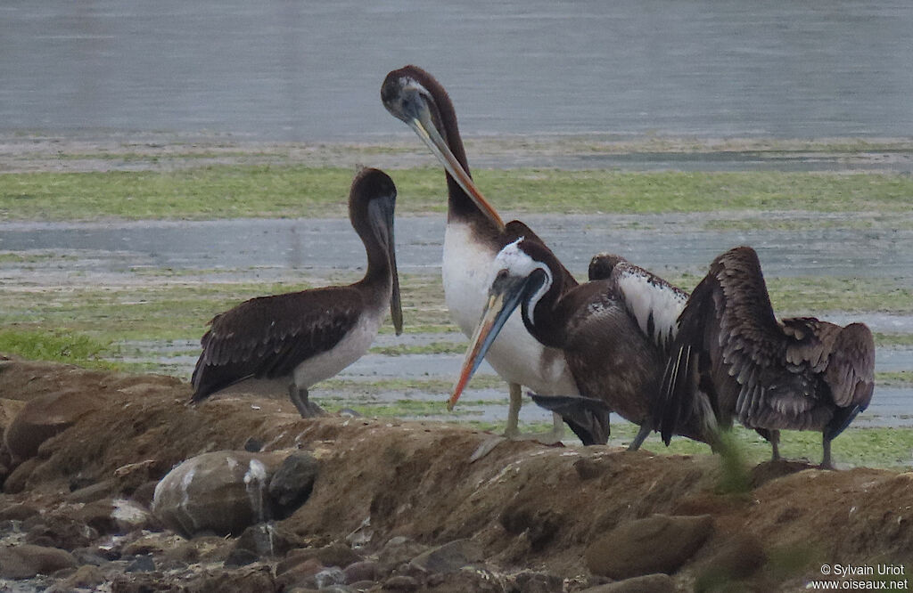 Peruvian Pelican