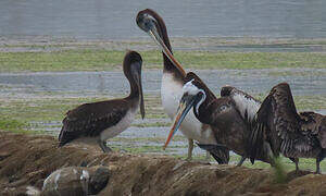 Peruvian Pelican