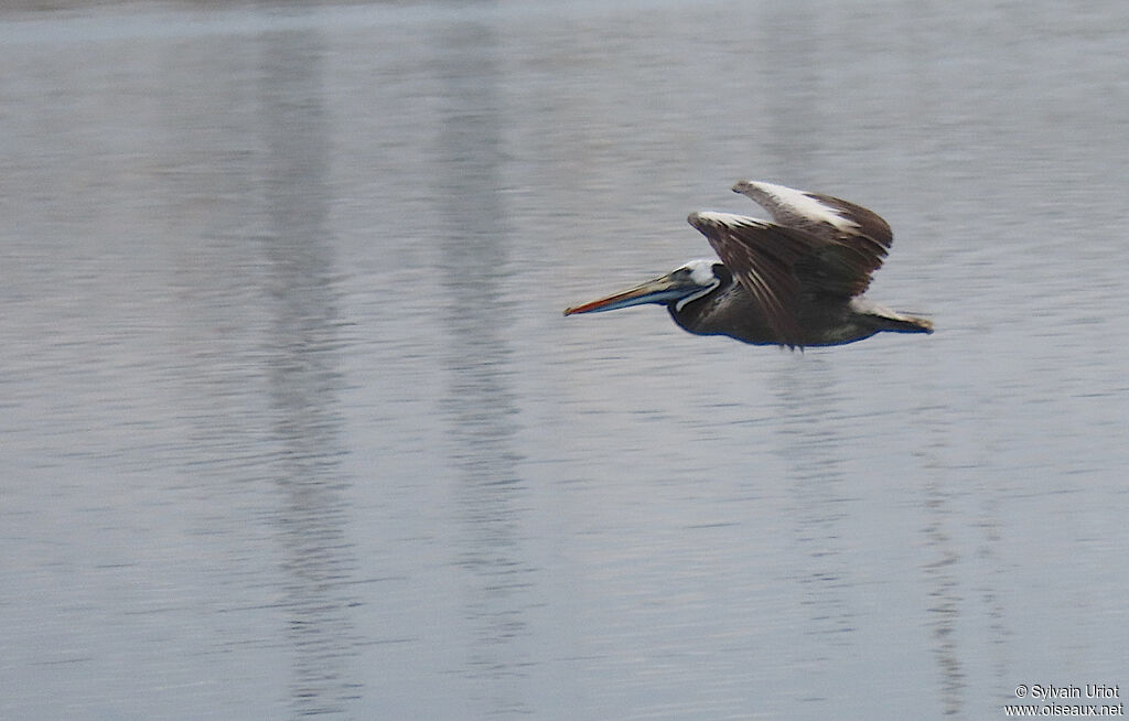 Peruvian Pelicansubadult