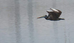 Peruvian Pelican