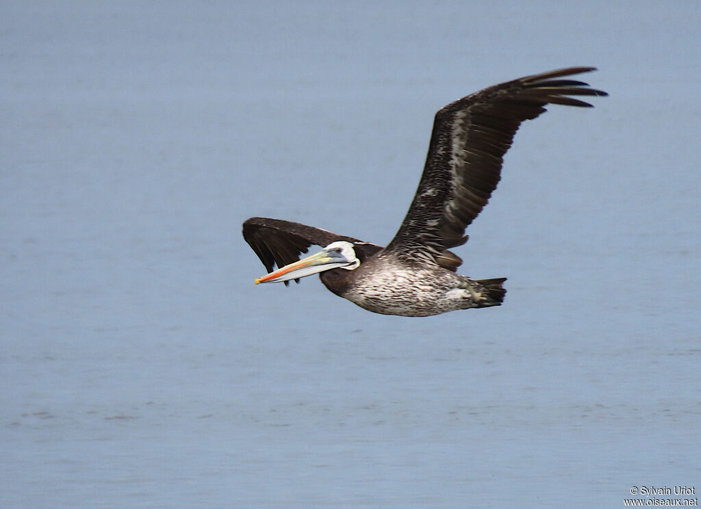 Pélican thagesubadulte