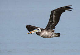 Peruvian Pelican