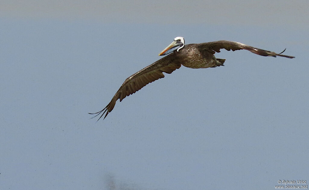 Peruvian Pelicansubadult