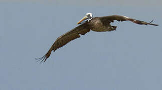 Peruvian Pelican