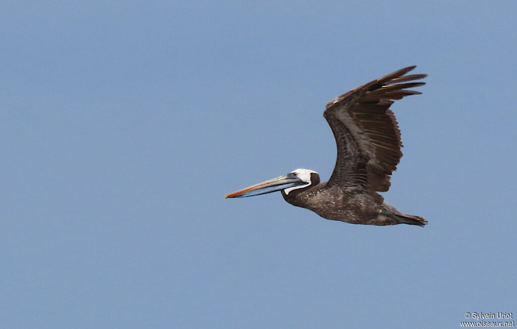 Peruvian Pelicansubadult