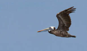 Peruvian Pelican