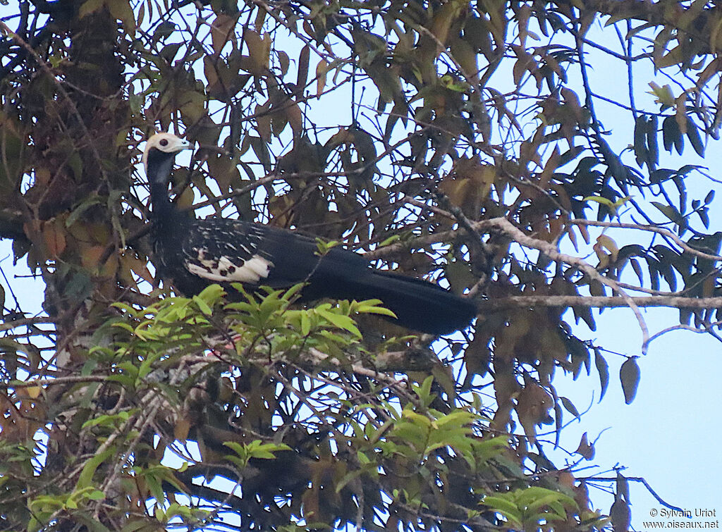 Blue-throated Piping Guanadult