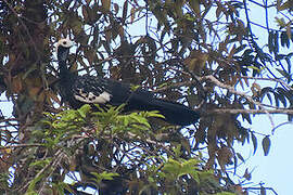 Blue-throated Piping Guan