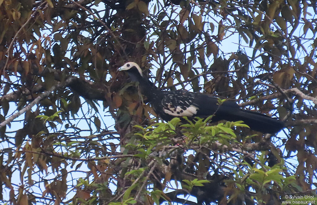 Blue-throated Piping Guanadult