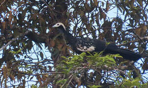 Blue-throated Piping Guan