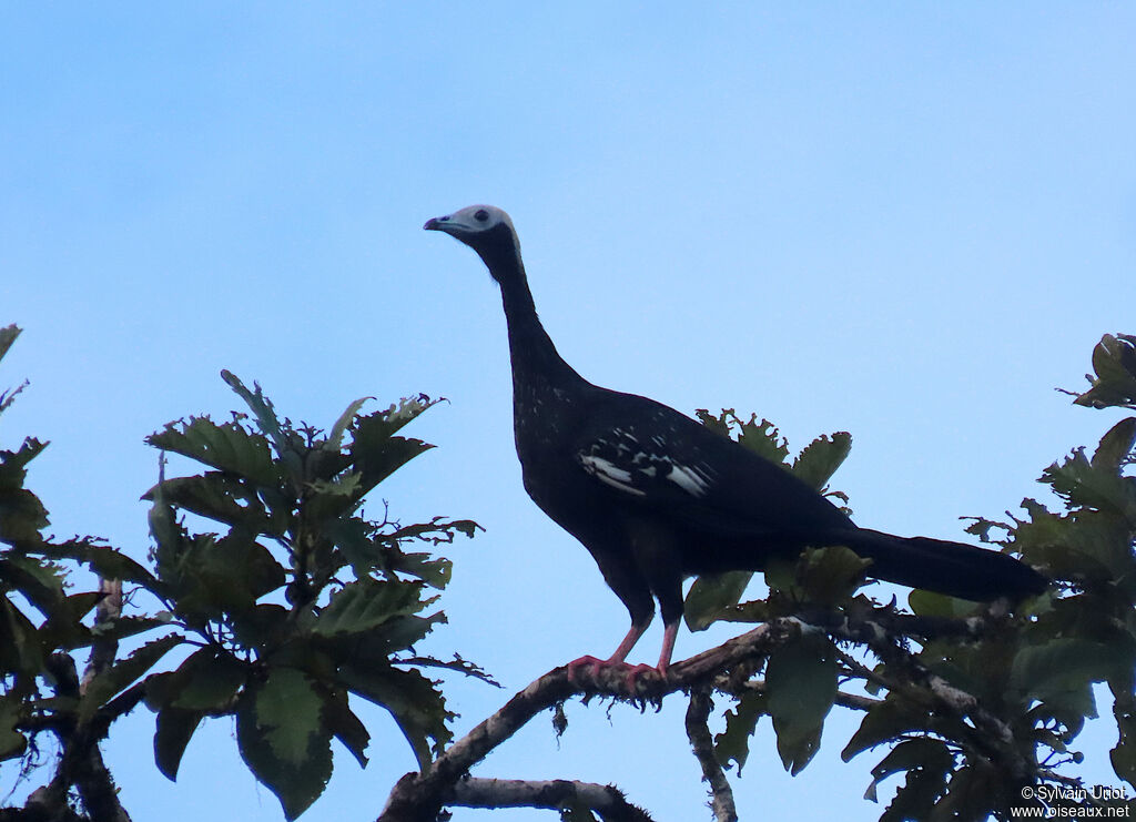 Blue-throated Piping Guanadult