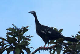 Blue-throated Piping Guan