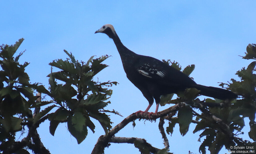 Blue-throated Piping Guanadult