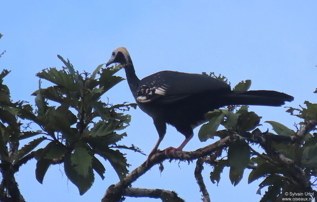 Blue-throated Piping Guanadult