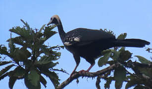 Blue-throated Piping Guan