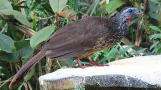 Bearded Guan