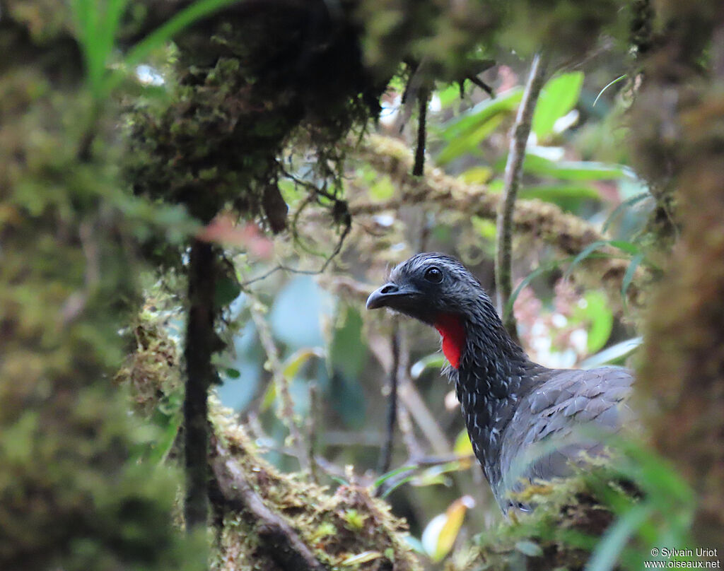 Bearded Guanadult