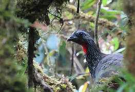 Bearded Guan