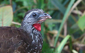 Bearded Guan