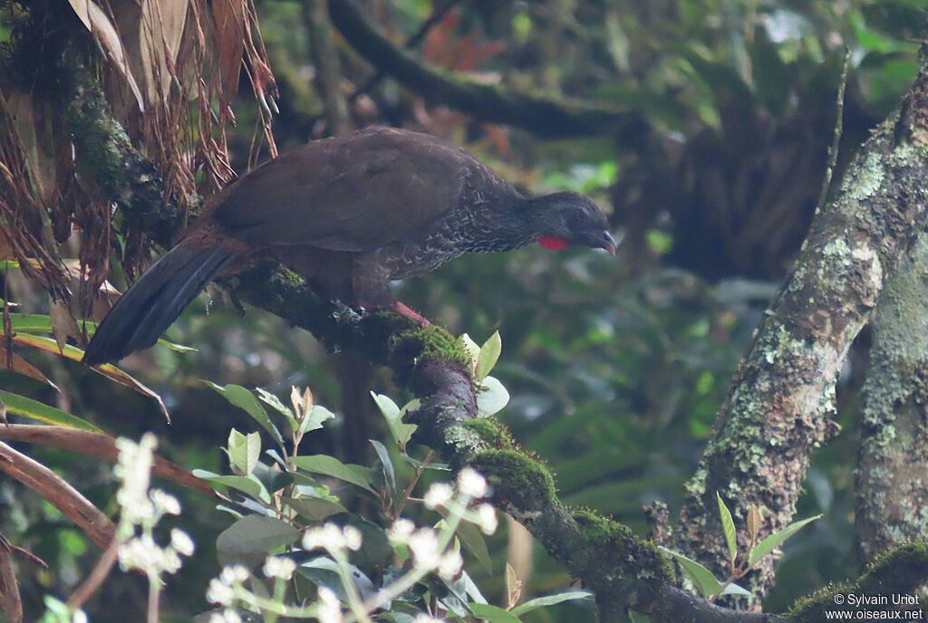 Andean Guanadult