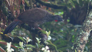 Andean Guan