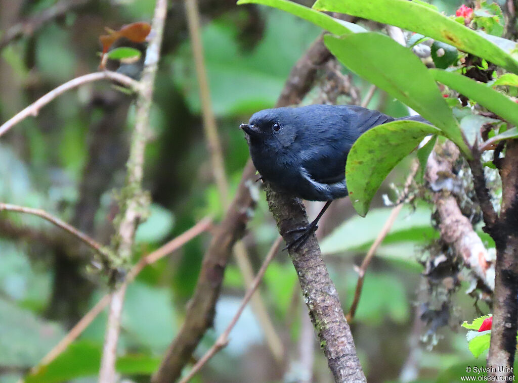 White-sided Flowerpierceradult