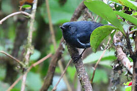 White-sided Flowerpiercer