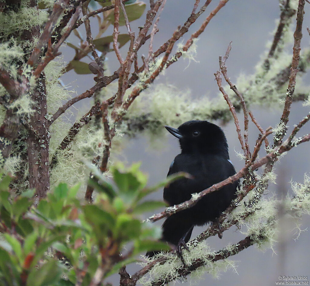 Glossy Flowerpierceradult